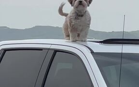 Dog Manages to Climb Out of Pick Up Truck