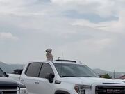 Dog Manages to Climb Out of Pick Up Truck