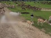 Deer Runs Away From Large Herd in Open Field