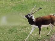 Deer Runs Away From Large Herd in Open Field