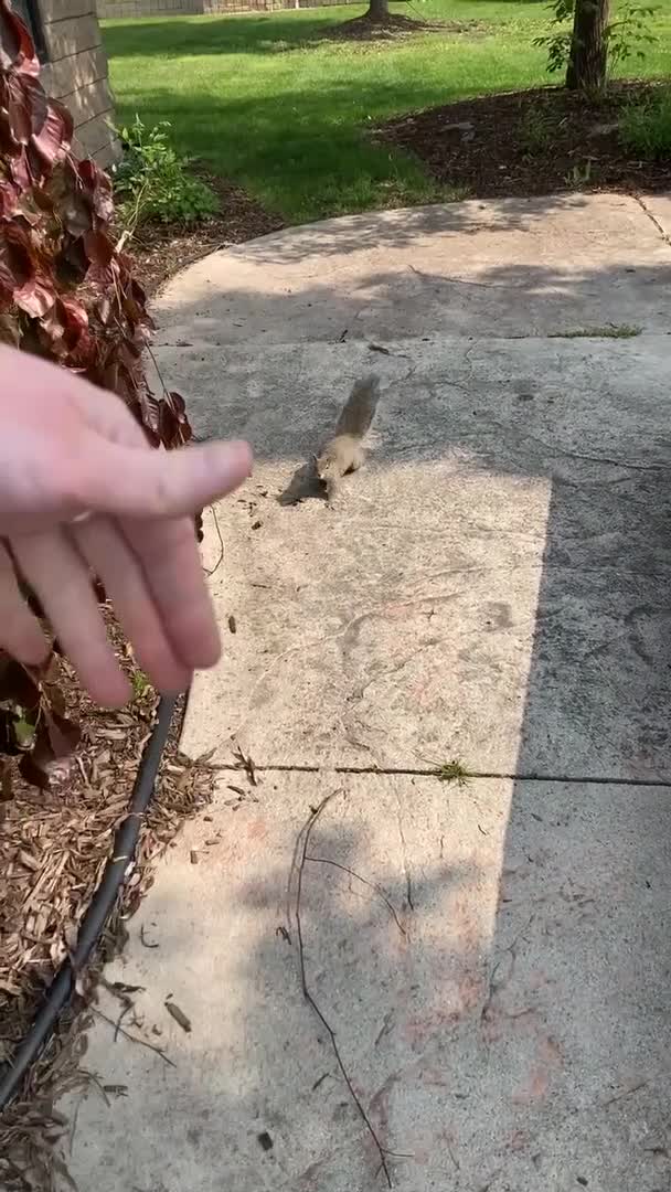 Squirrel Wave