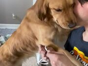Dog Guilty Hugs Owner After Being Questioned