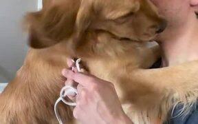 Dog Guilty Hugs Owner After Being Questioned