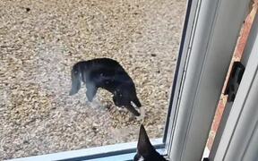 Stray Cat Jumps in Attempt to Fight Pet Cat