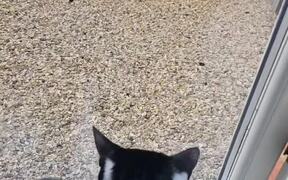Stray Cat Jumps in Attempt to Fight Pet Cat