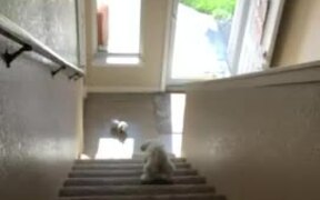 Dog Crashes Into Wall While Running Down Stairs