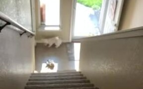 Dog Crashes Into Wall While Running Down Stairs