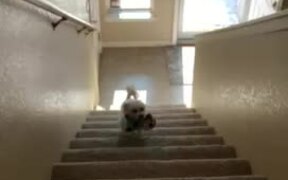 Dog Crashes Into Wall While Running Down Stairs - Animals - Videotime.com