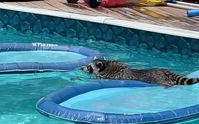 Raccoon Freaks Out While Swimming