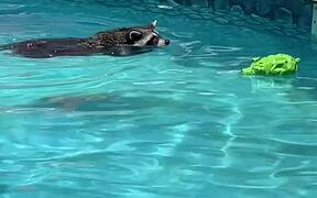 Raccoon Freaks Out While Swimming