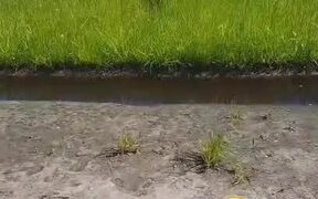 Dog Falls Into Mud While Coming Out of Grass Field