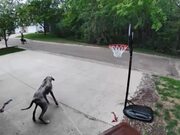 Dog Tied to Trash Bin Ends up Running With it