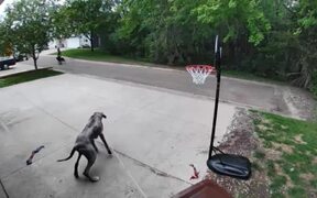 Dog Tied to Trash Bin Ends up Running With it