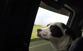 Dog Enjoys Wind by Sticking Out His Head From Car