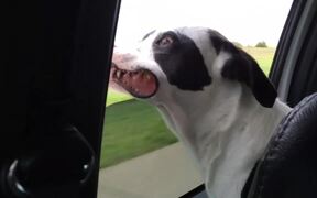 Dog Enjoys Wind by Sticking Out His Head From Car