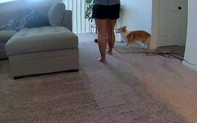 Corgi Poops on Carpet While Owner Cleans It