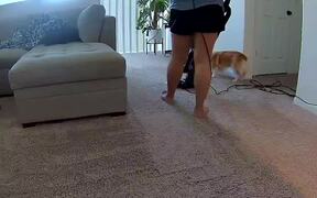 Corgi Poops on Carpet While Owner Cleans It - Animals - Videotime.com