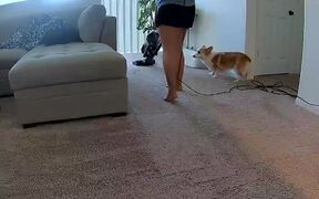Corgi Poops on Carpet While Owner Cleans It