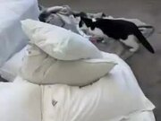 Owner Struggles to Snatch Pack of Towels From Cat