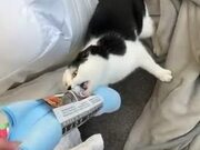 Owner Struggles to Snatch Pack of Towels From Cat