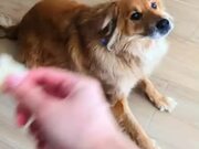 Dog Performs Half Trick for Treats