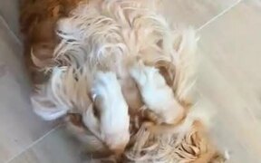 Dog Performs Half Trick for Treats - Animals - Videotime.com