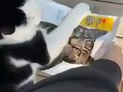 Owner Runs After Cat as He Steals Bag Full of Food