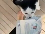Owner Runs After Cat as He Steals Bag Full of Food