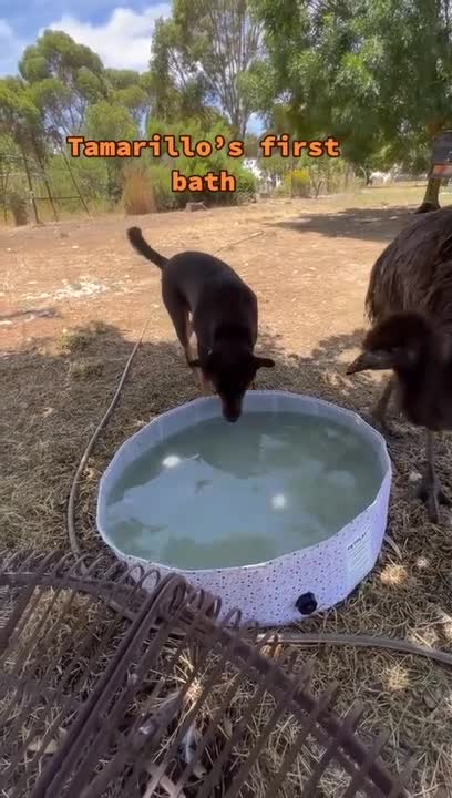 Emu Takes Bath in Kiddie Pool