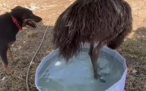 Emu Takes Bath in Kiddie Pool - Animals - Videotime.com