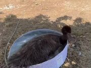 Emu Takes Bath in Kiddie Pool