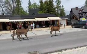 Family of Deers Roam Around in Polish City