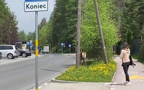 Family of Deers Roam Around in Polish City