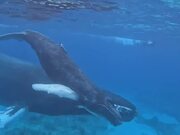 Humpback Whale Mom and Calf Swimming Peacefully