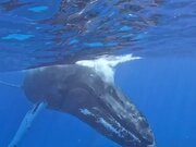 Humpback Whale Mom and Calf Swimming Peacefully