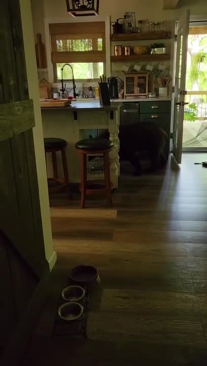 Bear Refuses to Leave House and Takes Food 