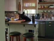 Bear Refuses to Leave House and Takes Food 