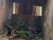 Person Rescues Baby Birds and Builds Birdhouse