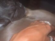 Dog Closes Eyes Shut When Owner Commands to Sleep