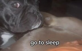 Dog Closes Eyes Shut When Owner Commands to Sleep