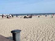 Herd of Wild Boars Frantically Runs on the Beach