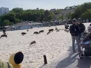 Herd of Wild Boars Frantically Runs on the Beach