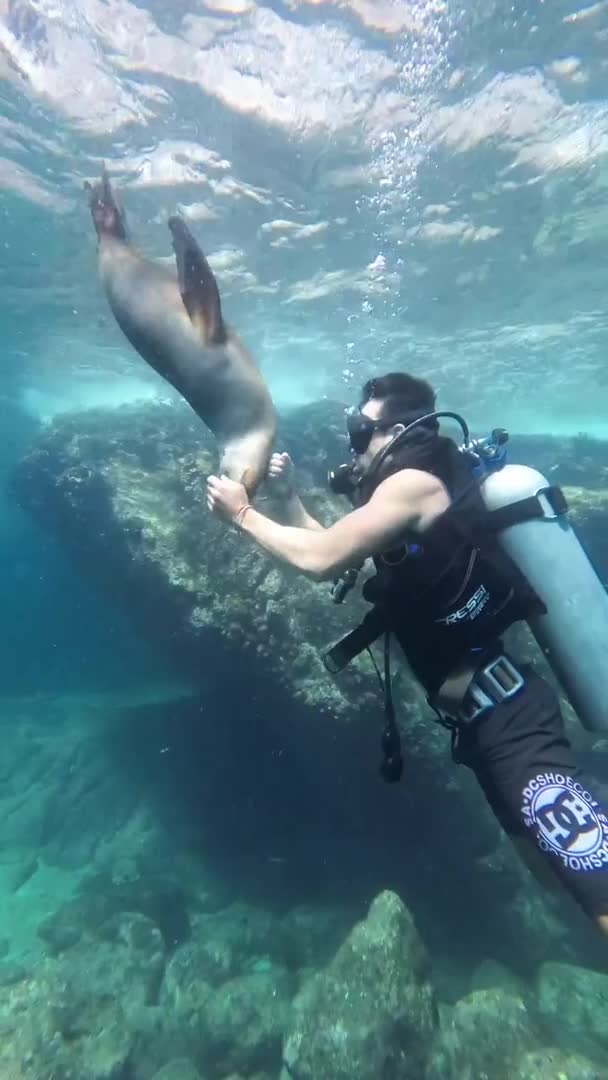 Wild Sea Lion Playfully Approaches Diver