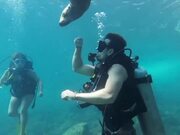 Wild Sea Lion Playfully Approaches Diver