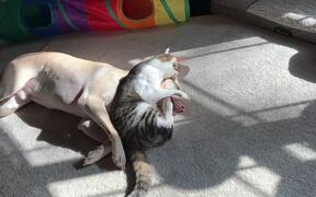 Cat Holds Dog Down by Face