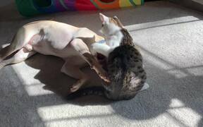 Cat Holds Dog Down by Face