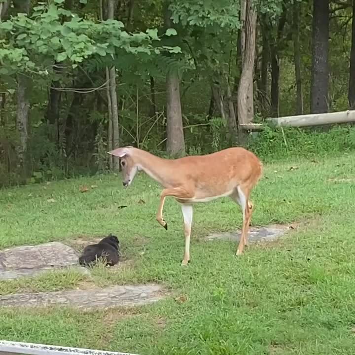 Deer is Inquisitive of Cat Sitting on Grass