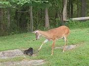 Deer is Inquisitive of Cat Sitting on Grass