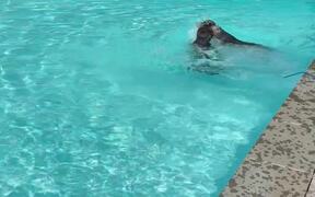 Labrador Assists Another Dog in GettingOut of Pool