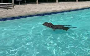 Labrador Assists Another Dog in GettingOut of Pool